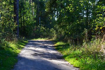 Fototapeta premium a dense Forest with an empty Path