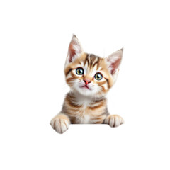 Obraz premium A curious orange kitten peeking from behind on transparent background