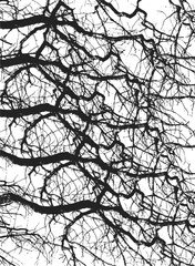 Silhouettes of bare branches of trees isolated on white. Black and white vector illustration
