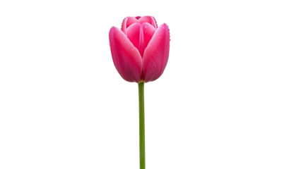 Single pink tulip bloom