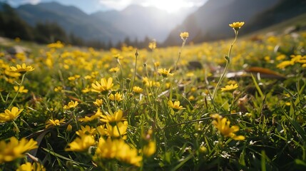 A close-up view of a lush meadow filled with vibrant yellow wildflowers, set against the backdrop of a mountainous landscape. The sun casts a warm glow over the scene, highlighting the beauty of natur
