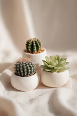 Three small potted succulents on fabric