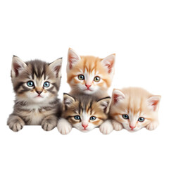 Four adorable kittens with blue eyes on transparent background