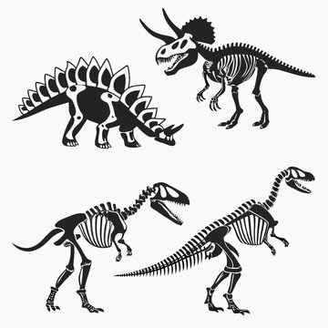 Dinosaur skeleton illustrations