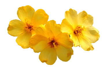 Fototapeta premium Three Yellow Flowers Isolated on White