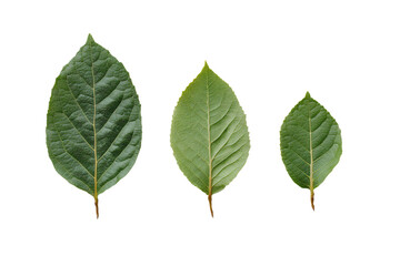 Three Green Leaves on White Background