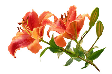 Orange Lily Flowers on Beige Background