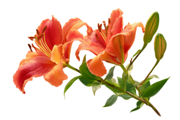 Orange Lily Flowers on Beige Background