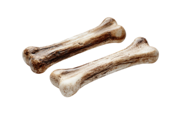 Two Animal Bones on White Background