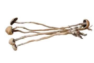Dried Psilocybin Mushrooms on White Background