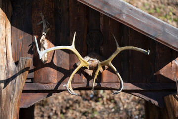 Rustic wooden wall with a decorative antler