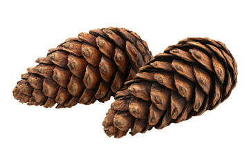 Close-up of Two Pine Cones