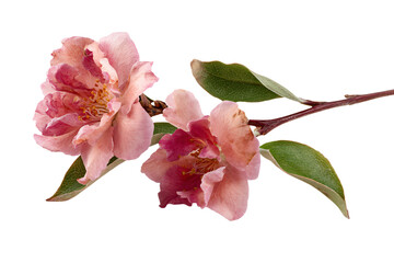 Pink Camellia Flowers on White Background