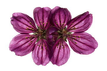 Vibrant Purple Flower Close-up