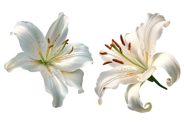 Close-Up of White Lilies on White Background