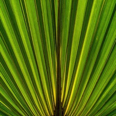 Close-up of vibrant green fan-shaped leaves