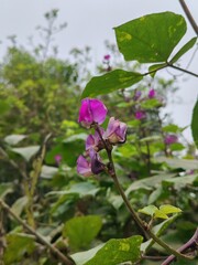 Obraz premium Purple flowers in the garden