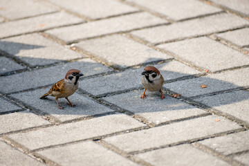 Sparrows resting on ground