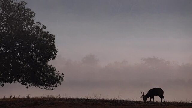The beautiful natural wildlife of Phu Khiao Wildlife Sanctuary, Chaiyaphum Province, Thailand.