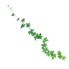 Vibrant green plant vine with small leaves on white background