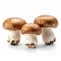 Three brown mushrooms on white background (1)