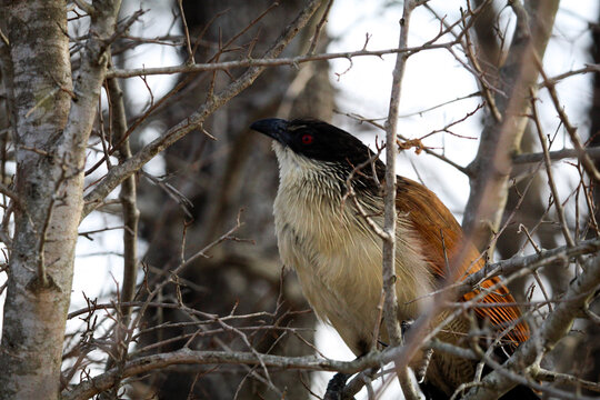 Burchell's Coucal in thorny bush