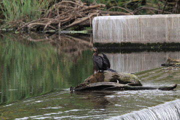 African data drying wings