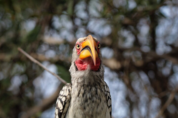 Yellow billed hornbill  © Chane