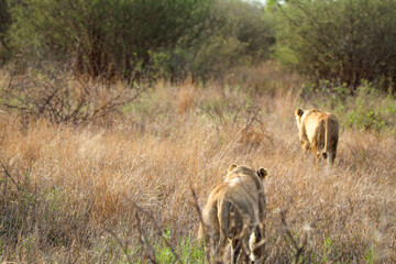 Fototapeta premium lionesses walking into thick grass