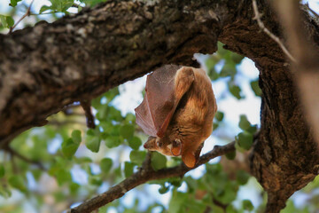 Fototapeta premium Bat in tree