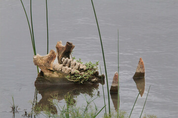 Hippo jaw bone in shallow water