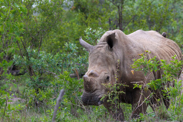 white rhino in the wild © Chane