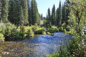 A river flows through a mountain forest on a beautiful summer day