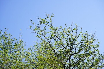 Fresh green tree branches with young leaves against a clear blue sky, symbolizing spring growth, renewal, nature freshness, and environmental harmony.