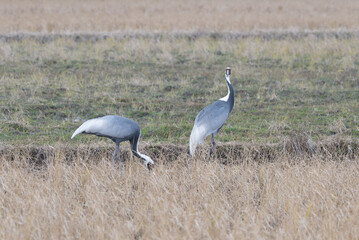 Pair of White-naped Cranes