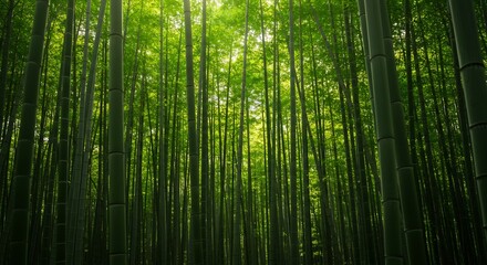 Fototapeta premium 高く伸びる鮮やかな緑の竹林に降り注ぐ柔らかな陽光が織りなす神秘的で美しい自然の風景. AI Generated