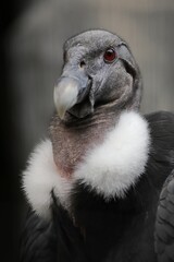 メスのアンデスコンドルの顔のアップ