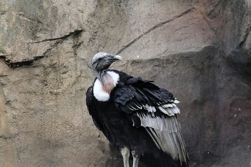 振り返るアンデスコンドルのメス