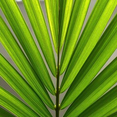 Close-up of vibrant palm frond