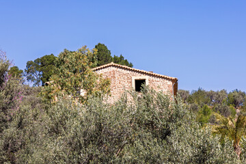 Fototapeta premium Old stone house in an olive orchard at a blue sky in the summer