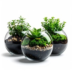 Three round glass terrariums, each holding succulents and moss