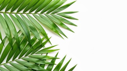 Close up of Tropical Green Palm Leaves Isolated on Minimalist White Background