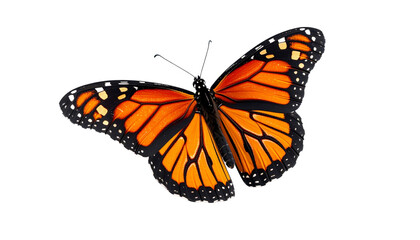 Obraz premium Bright orange and black monarch butterfly showcasing its elegant wings isolated on black