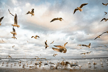 Seagulls on the coast of the winter Baltic Sea