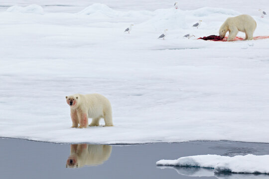 Polar bear feeding on killed seal in snowy arctic landscape Svalbard