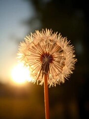 Sun-kissed dandelion fluff suspended mid-air, captured with astonishing clarity, each filament a delicate masterpiece,  intricate,  light