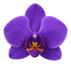 Beautiful pink and purple phalaenopsis orchid flower isolated on a white background, featuring exotic tropical petals and a violet blossom in a macro nature closeup