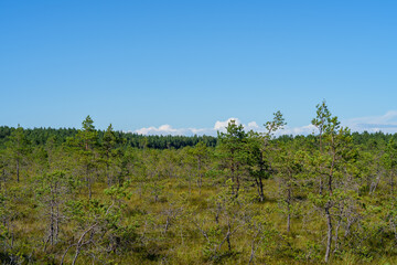 Sunny birch forest with vibrant green sphagnum moss and tall grass in a pristine Estonian bog landscape