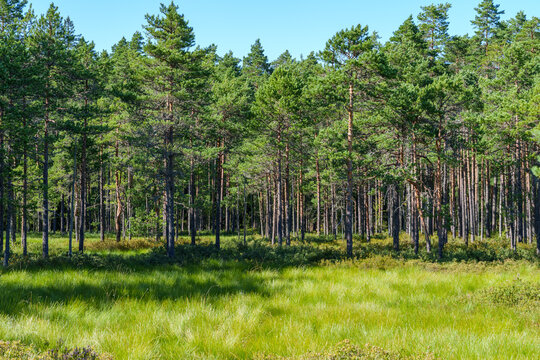 Sunny birch forest with vibrant green sphagnum moss and tall grass in a pristine Estonian bog landscape