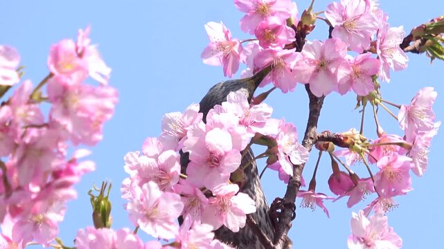 満開の早咲き桜、河津桜の花蜜を食べるヒヨドリのクローズアップ 4K